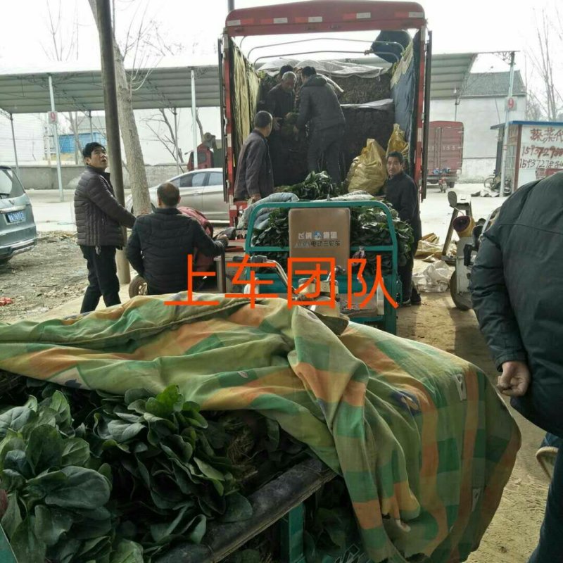 河南菠菜大叶菠菜小叶菠菜品种齐全产地直发质量保证