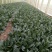 河南菠菜大叶菠菜小叶菠菜品种齐全产地直发质量保证
