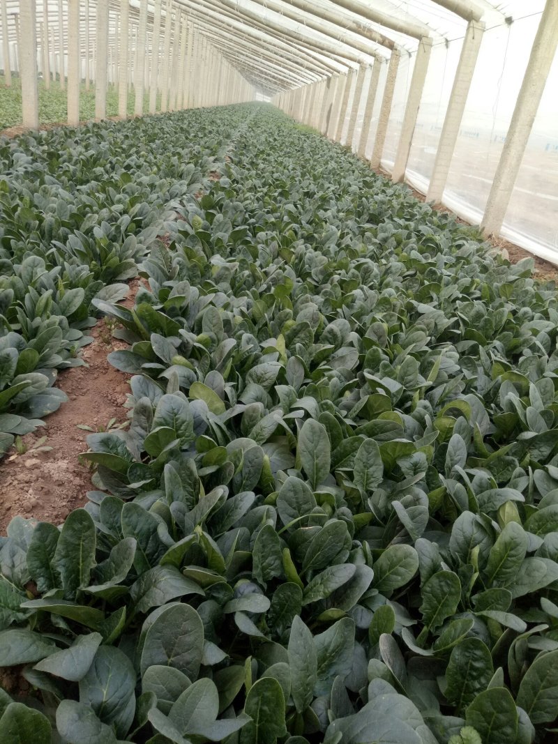 河南菠菜大叶菠菜小叶菠菜品种齐全产地直发质量保证