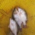 桂花鱼