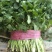 香菜精品大叶香菜20—30厘米河南濮阳可发全国