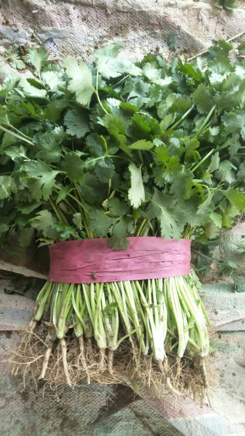 香菜精品大叶香菜20—30厘米河南濮阳可发全国