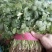 香菜精品大叶香菜20—30厘米河南濮阳可发全国