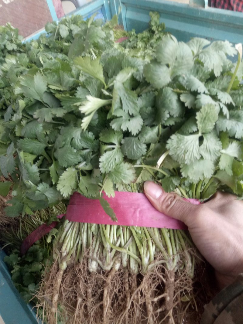 香菜精品大叶香菜20—30厘米河南濮阳可发全国