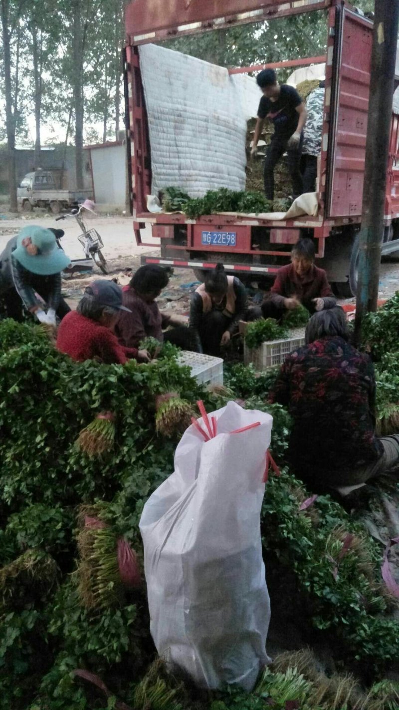 香菜精品大叶香菜20—30厘米河南濮阳可发全国