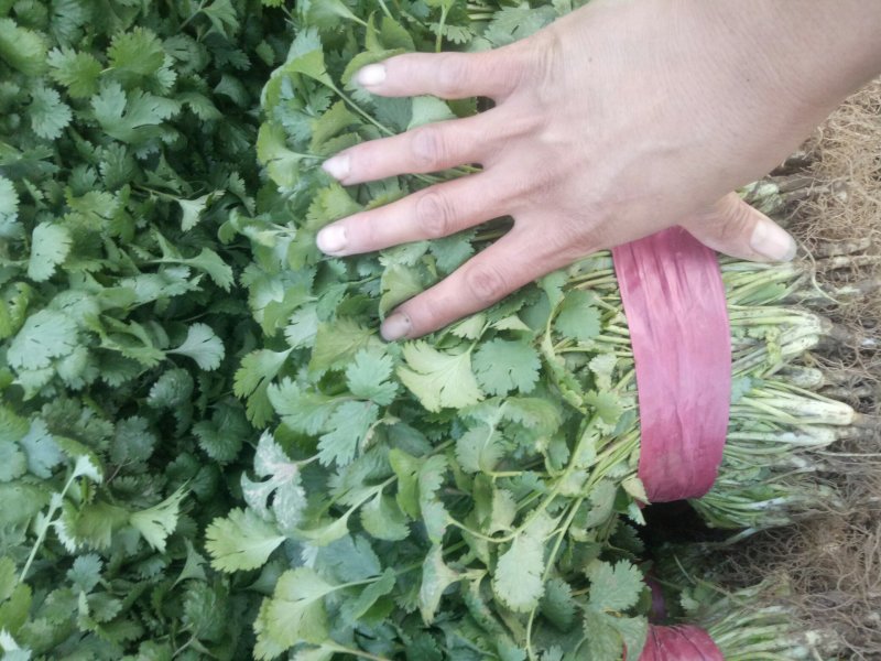 香菜精品大叶香菜20—30厘米河南濮阳可发全国