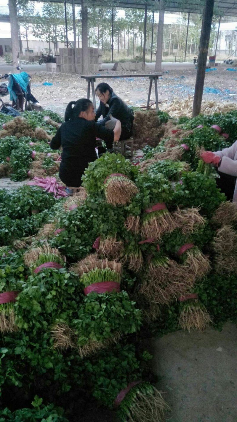 香菜精品大叶香菜20—30厘米河南濮阳可发全国