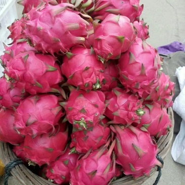 红心火龙果