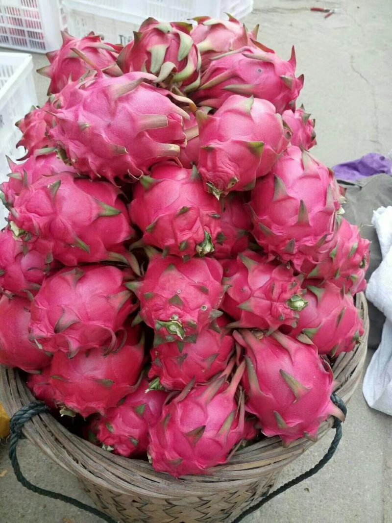 红心火龙果
