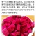 红心火龙果