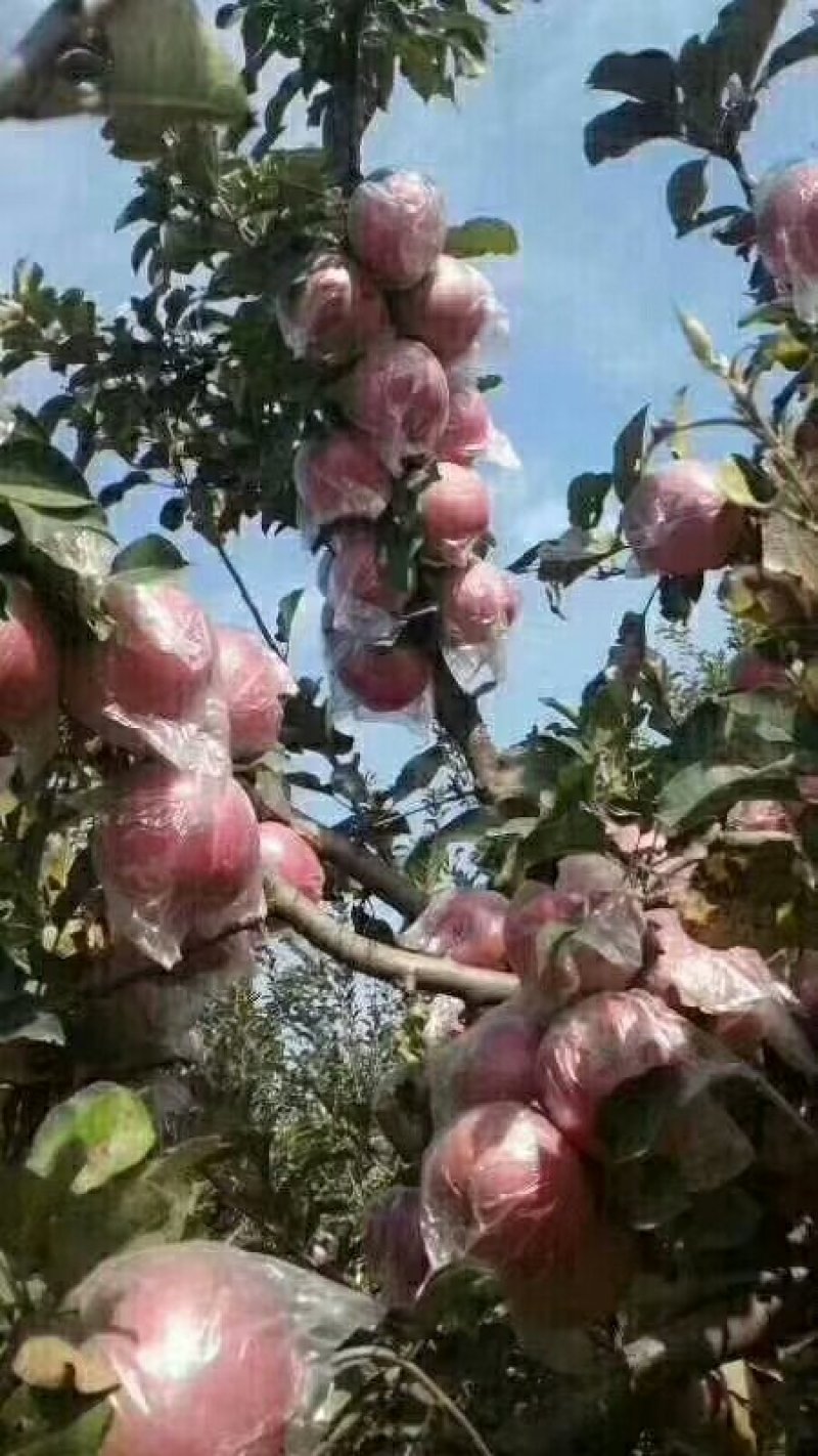 萍果