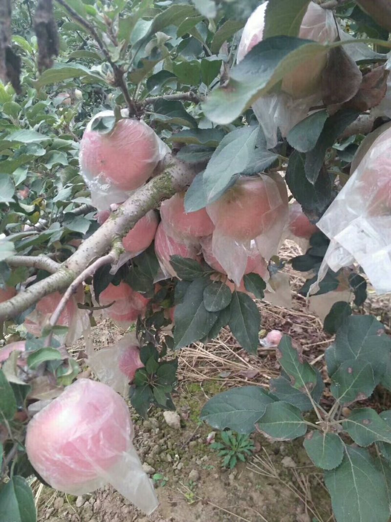 萍果