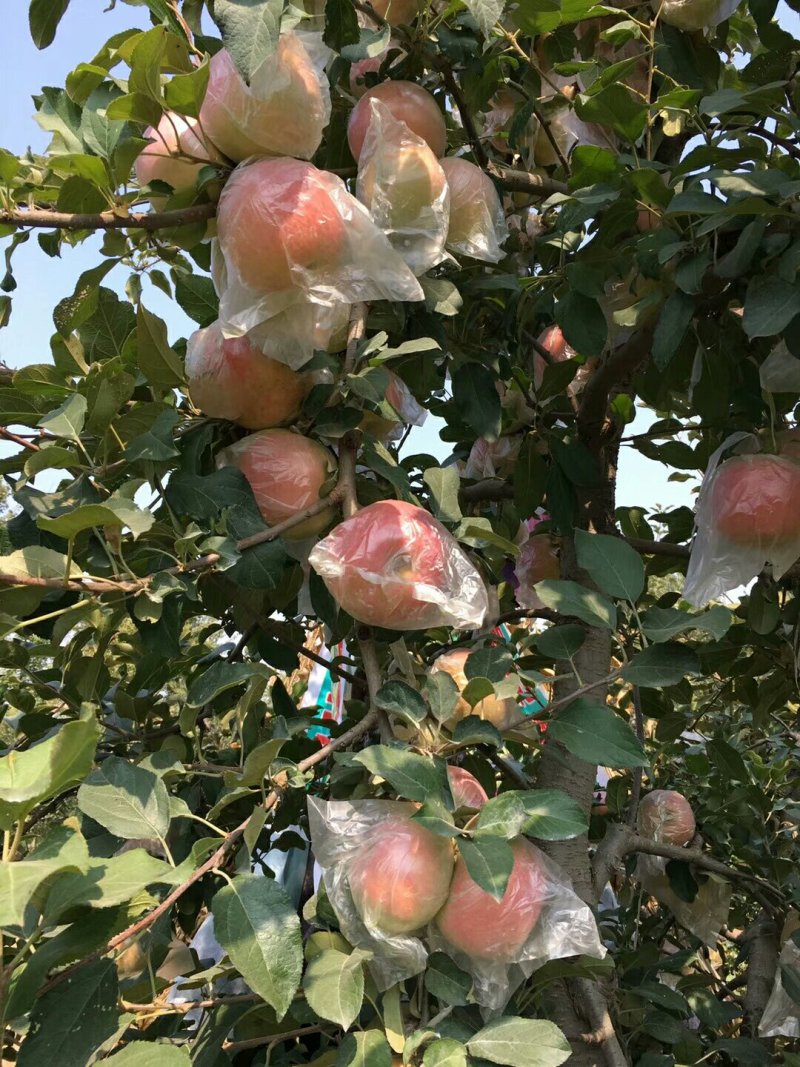 萍果