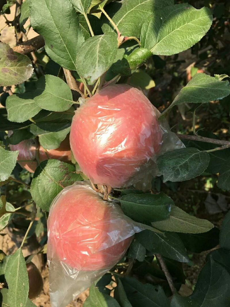 萍果