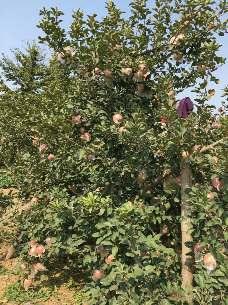 萍果