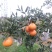 蒲江春见(耙耙柑)品质供货果园直发包邮一件代发诚招招代理
