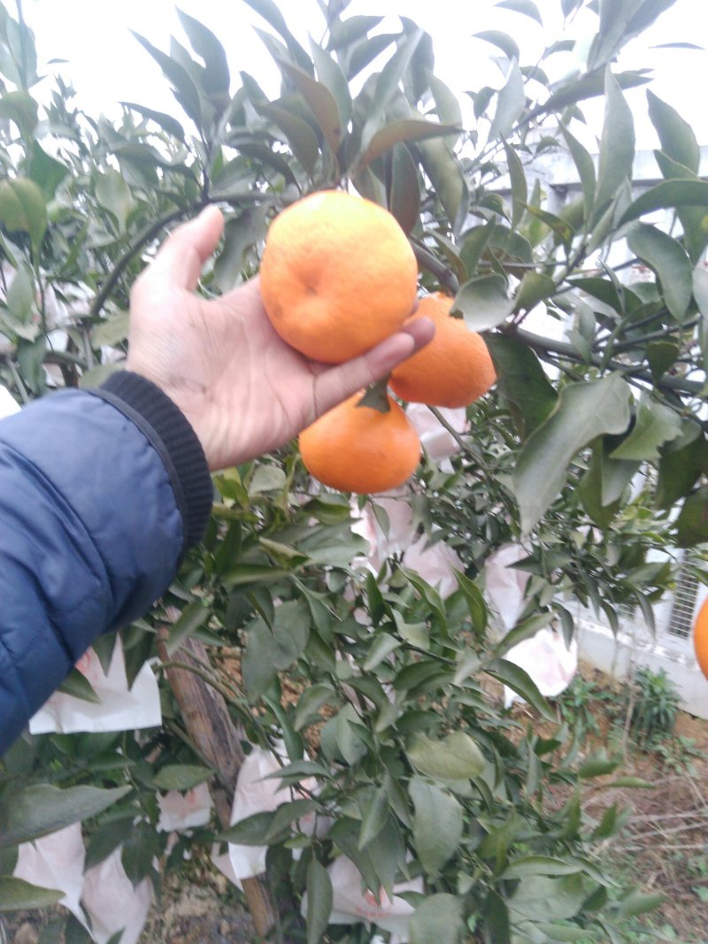 蒲江春见(耙耙柑)品质供货果园直发包邮一件代发诚招招代理