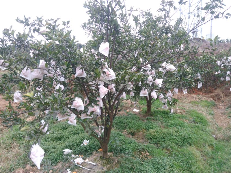 蒲江春见(耙耙柑)品质供货果园直发包邮一件代发诚招招代理