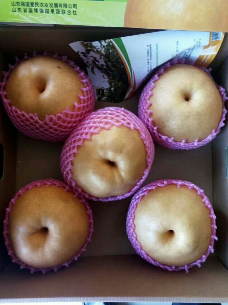 金秋香梨苗