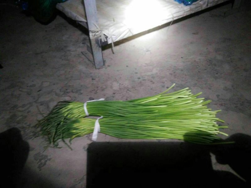 【精品批发】红帽蒜薹，代存代收代加工冷库直发实力配资