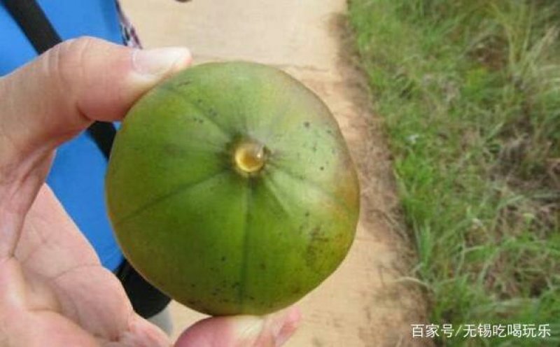 油桐籽