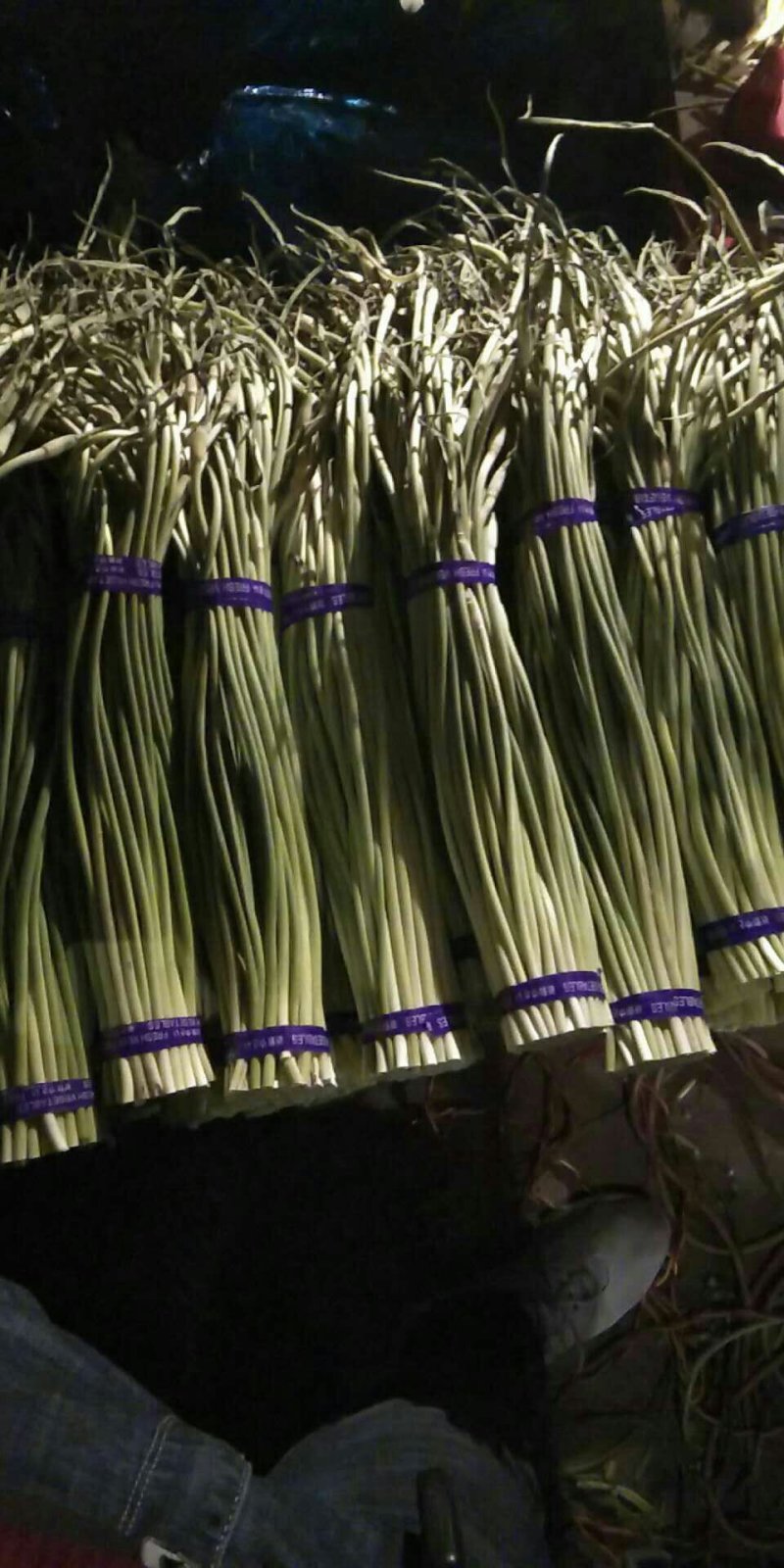 【精品批发】红帽蒜薹，代存代收代加工冷库直发实力配资