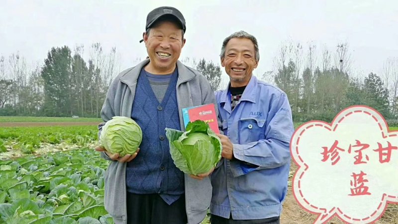 （耐寒）甘蓝种子秋季寒雅珍宝绿宝甘蓝种子抗性好产量高