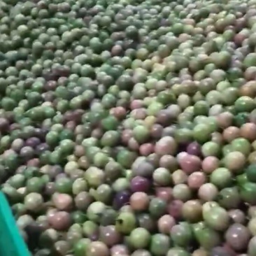 百香果
