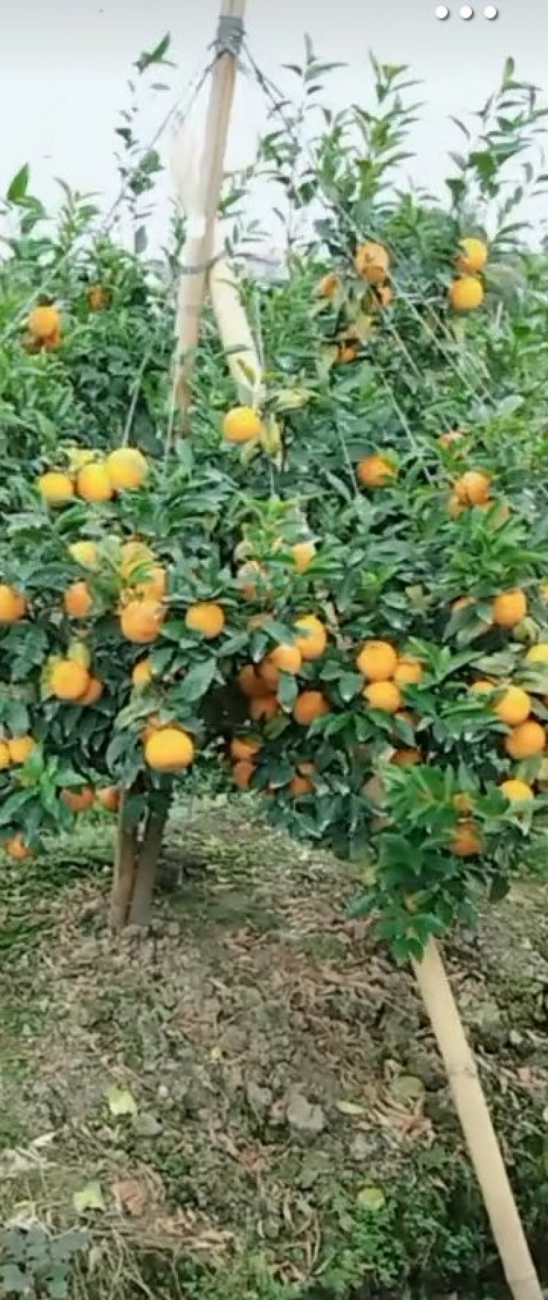 皇帝柑，沃柑，沙糖吉