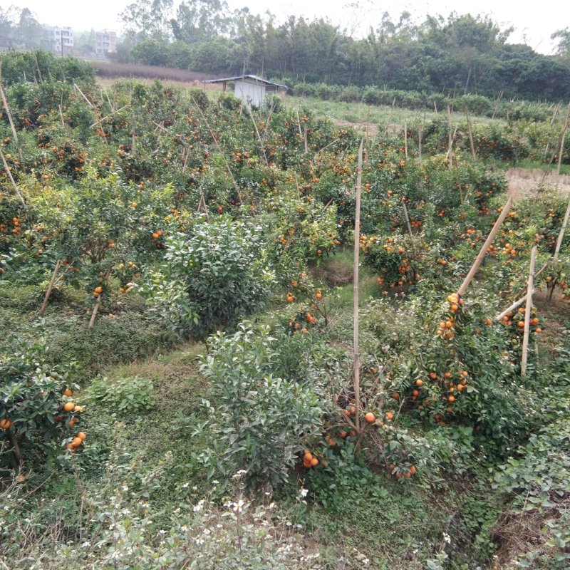 皇帝柑，沃柑，沙糖吉
