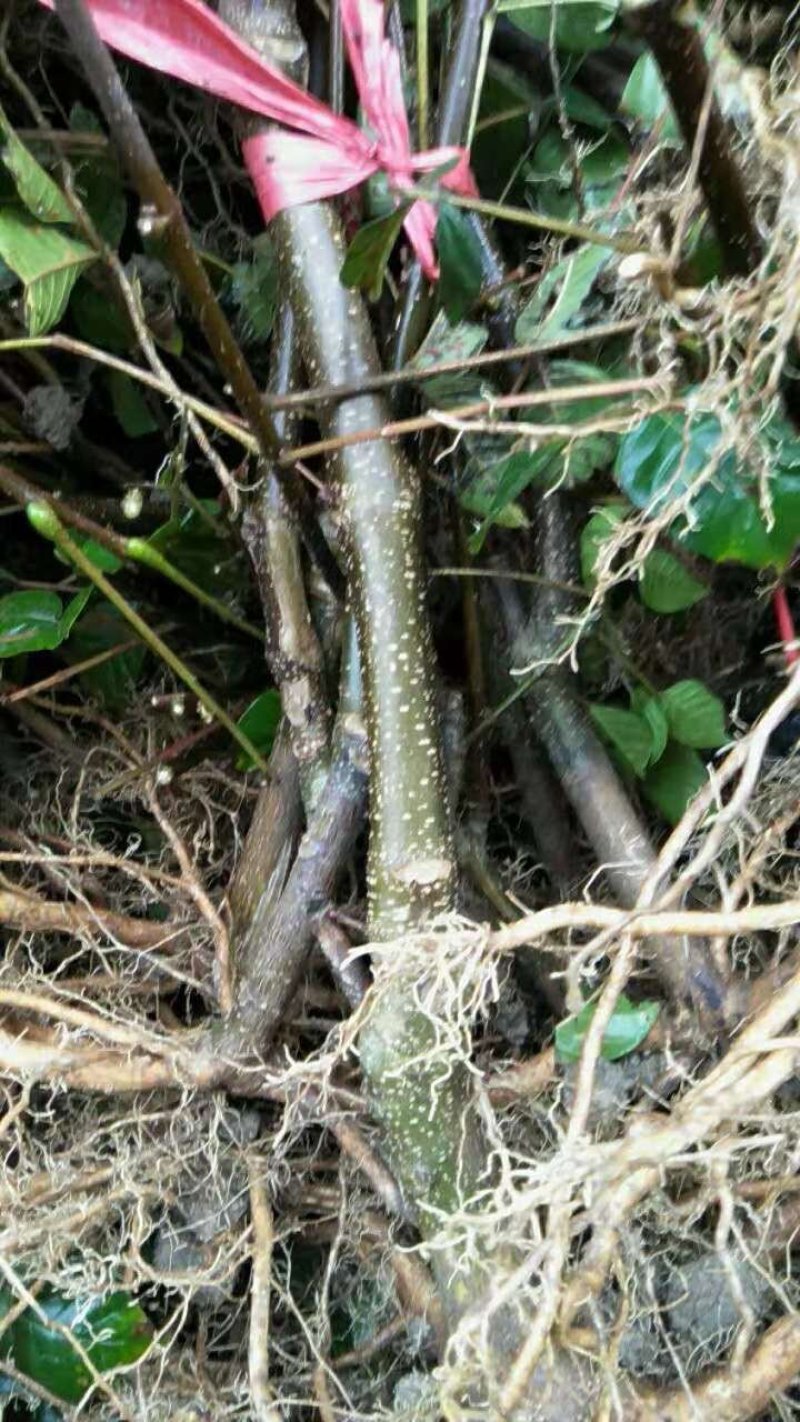 优质吴优质吴茱萸苗茶辣苗，米腊子，成活率高