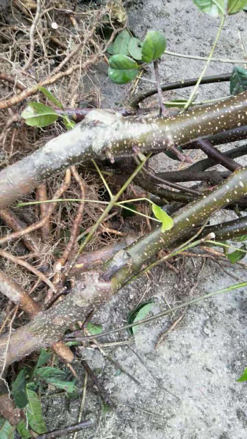 优质吴优质吴茱萸苗茶辣苗，米腊子，成活率高