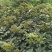 优质吴优质吴茱萸苗茶辣苗,米腊子,成活率高