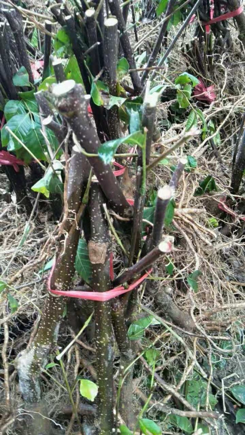 优质吴优质吴茱萸苗茶辣苗，米腊子，成活率高