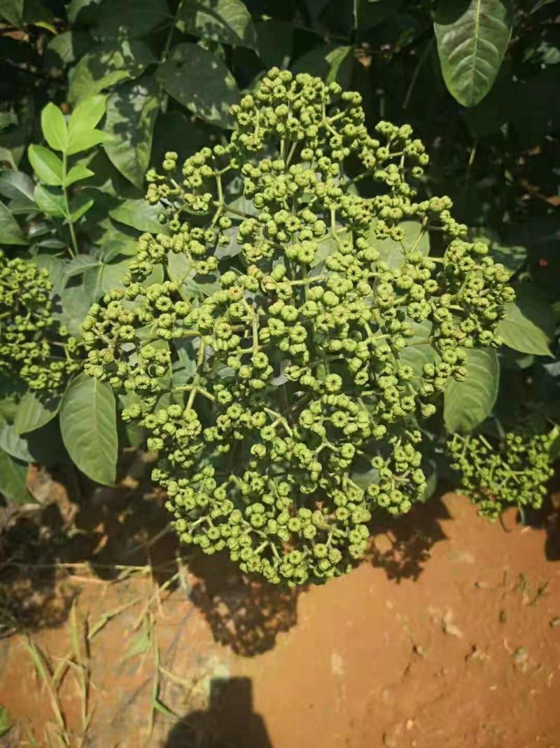 优质吴优质吴茱萸苗茶辣苗，米腊子，成活率高