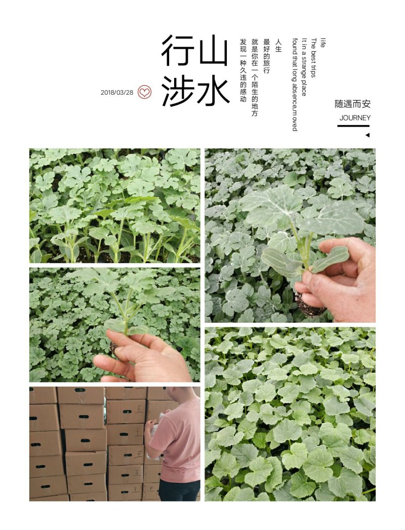 常年供应西瓜嫁接苗，辣椒苗，茄子苗，香瓜苗等其他种苗