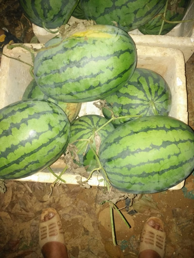 常年供应西瓜嫁接苗，辣椒苗，茄子苗，香瓜苗等其他种苗