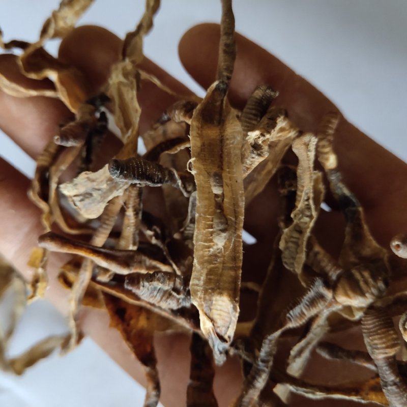 地龙，中开，新货少许泥头，关书药业批发中药材