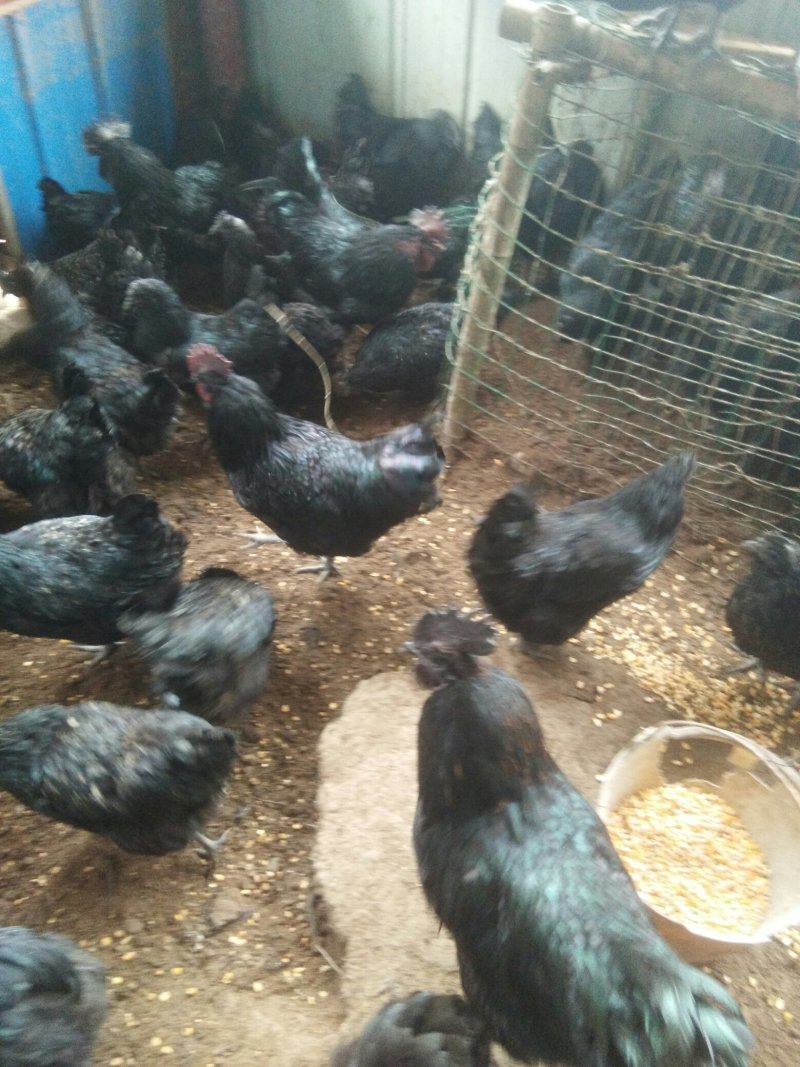 乌骨鸡鸡苗种蛋盐津乌骨鸡