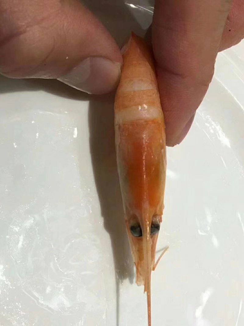 90/120北极虾
