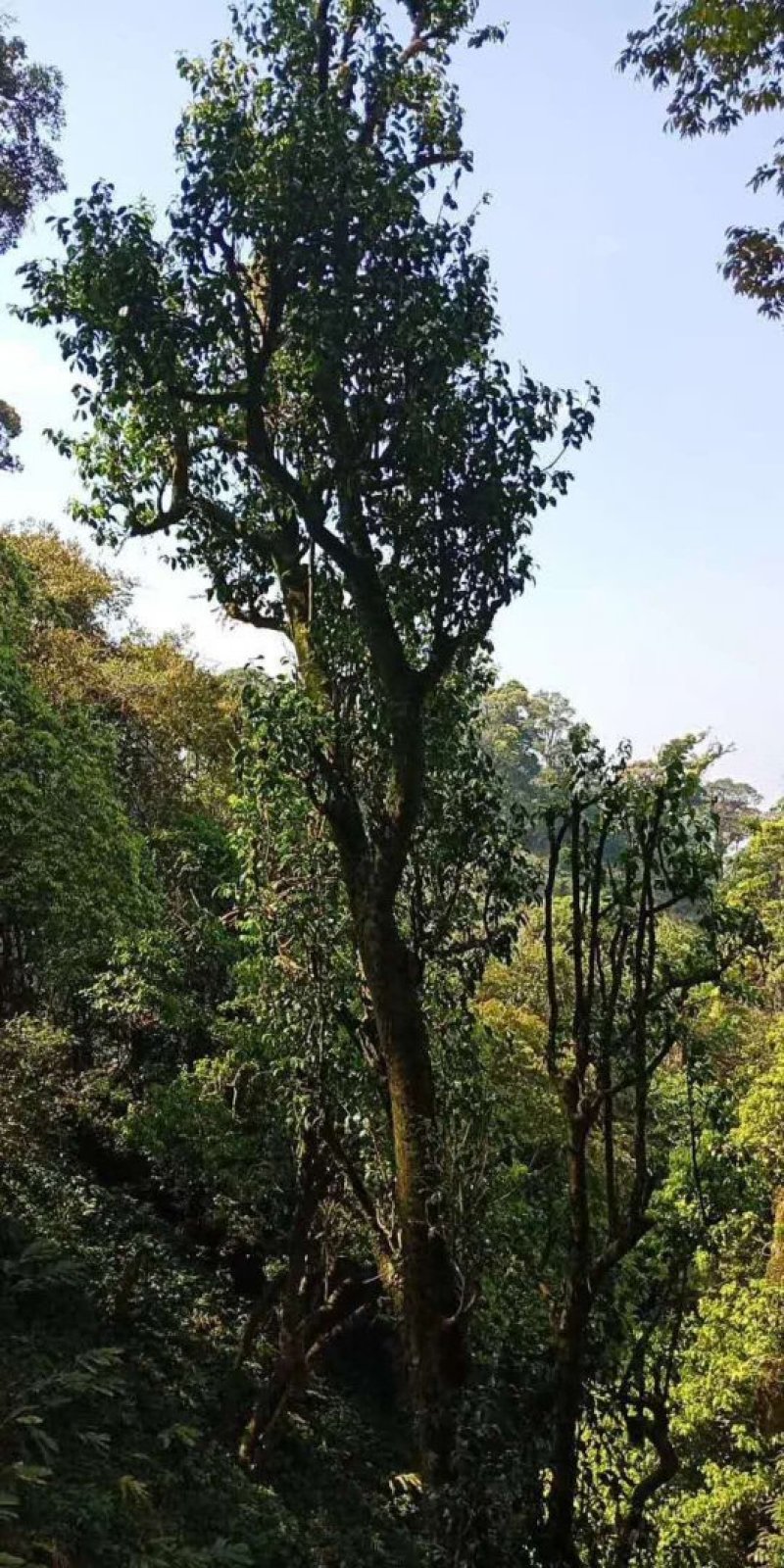 野生型古树茶