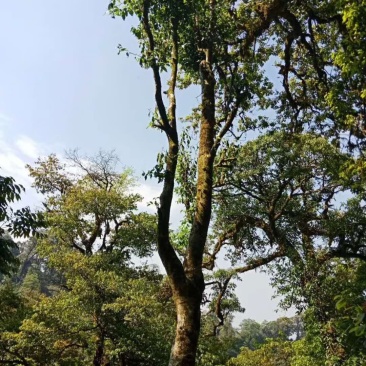 野生型古树茶