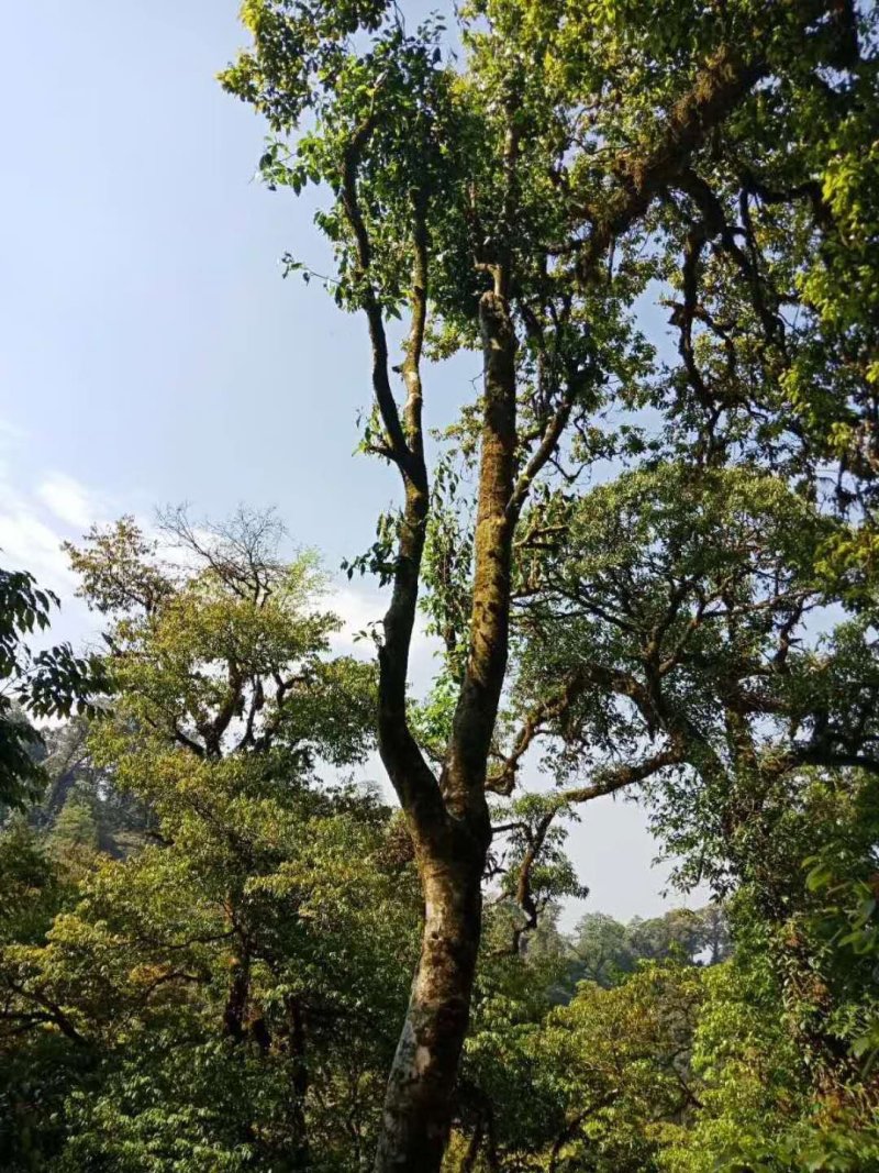 野生型古树茶