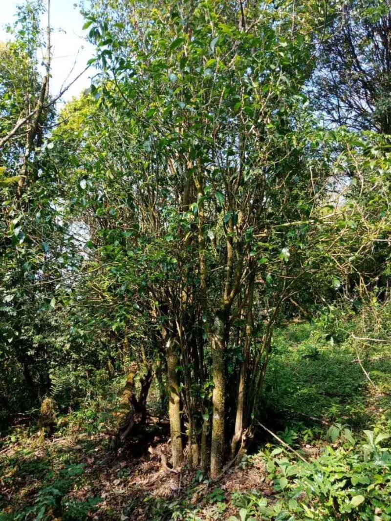 野生型古树茶
