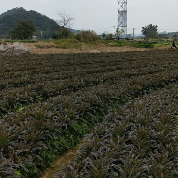 叶菜类
