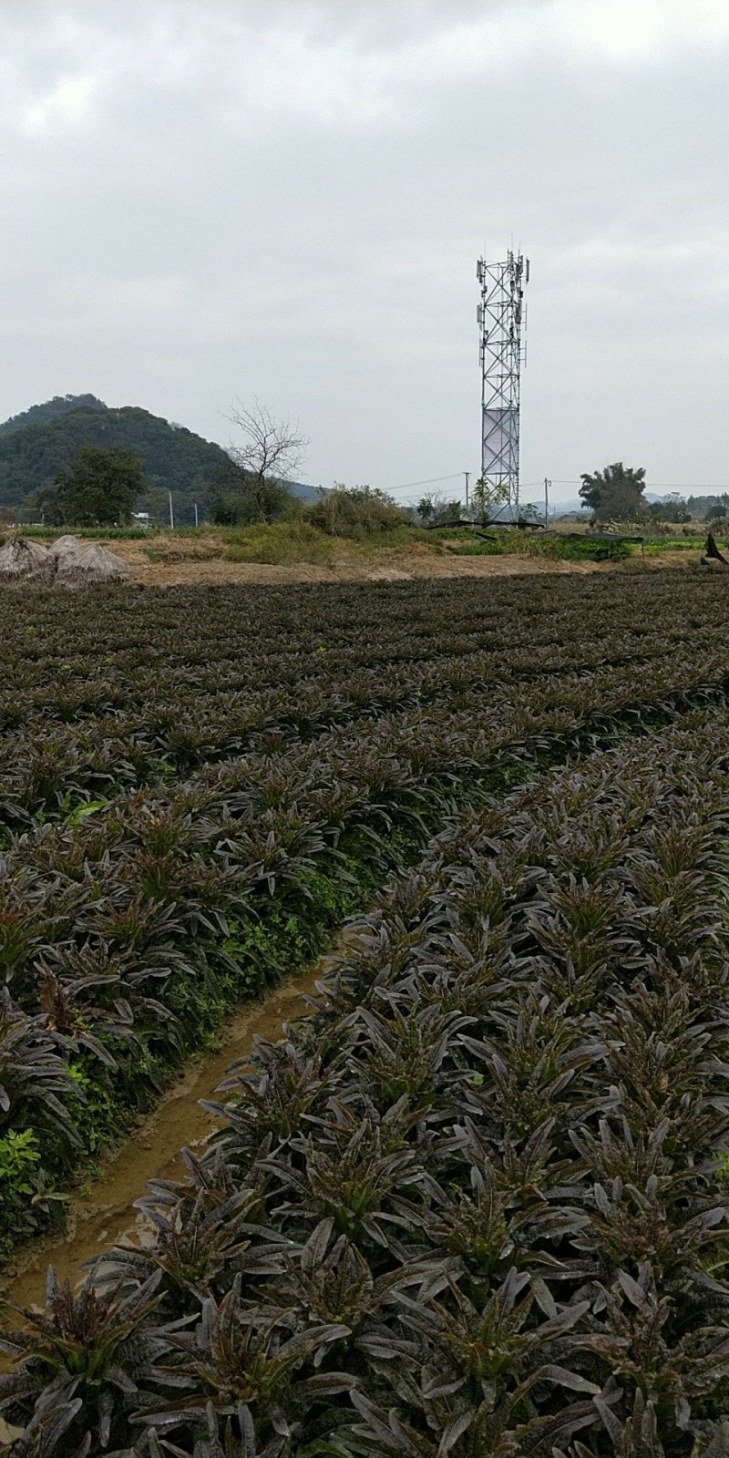 叶菜类