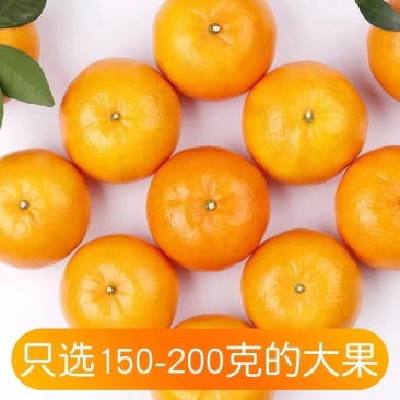 沃柑