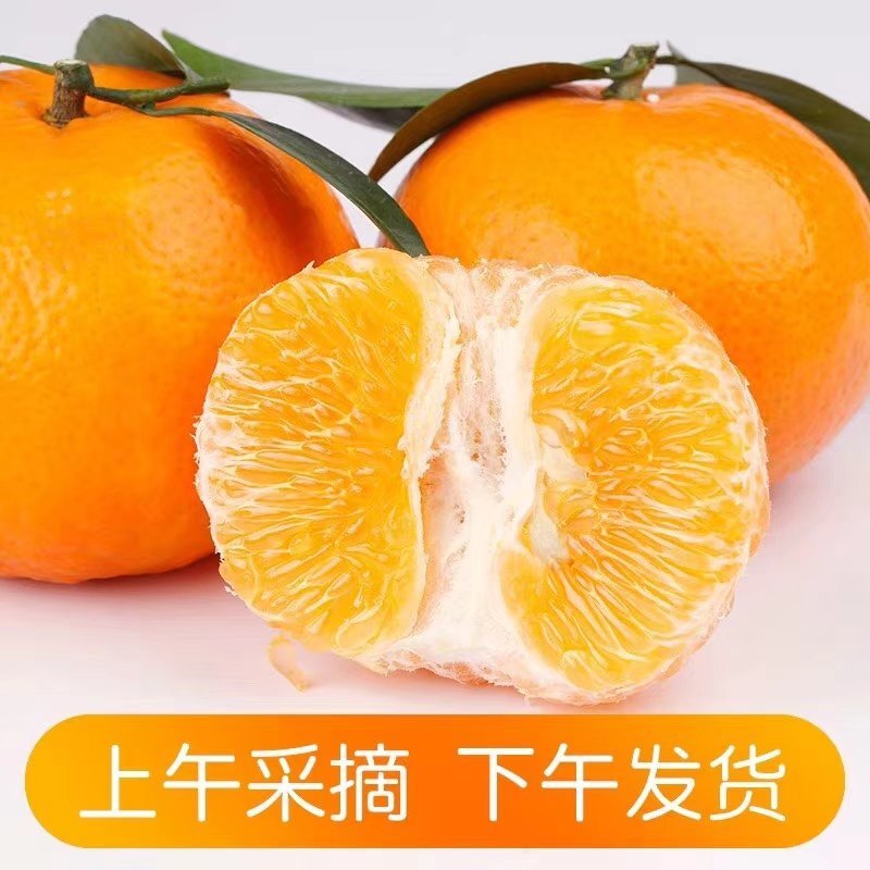 沃柑
