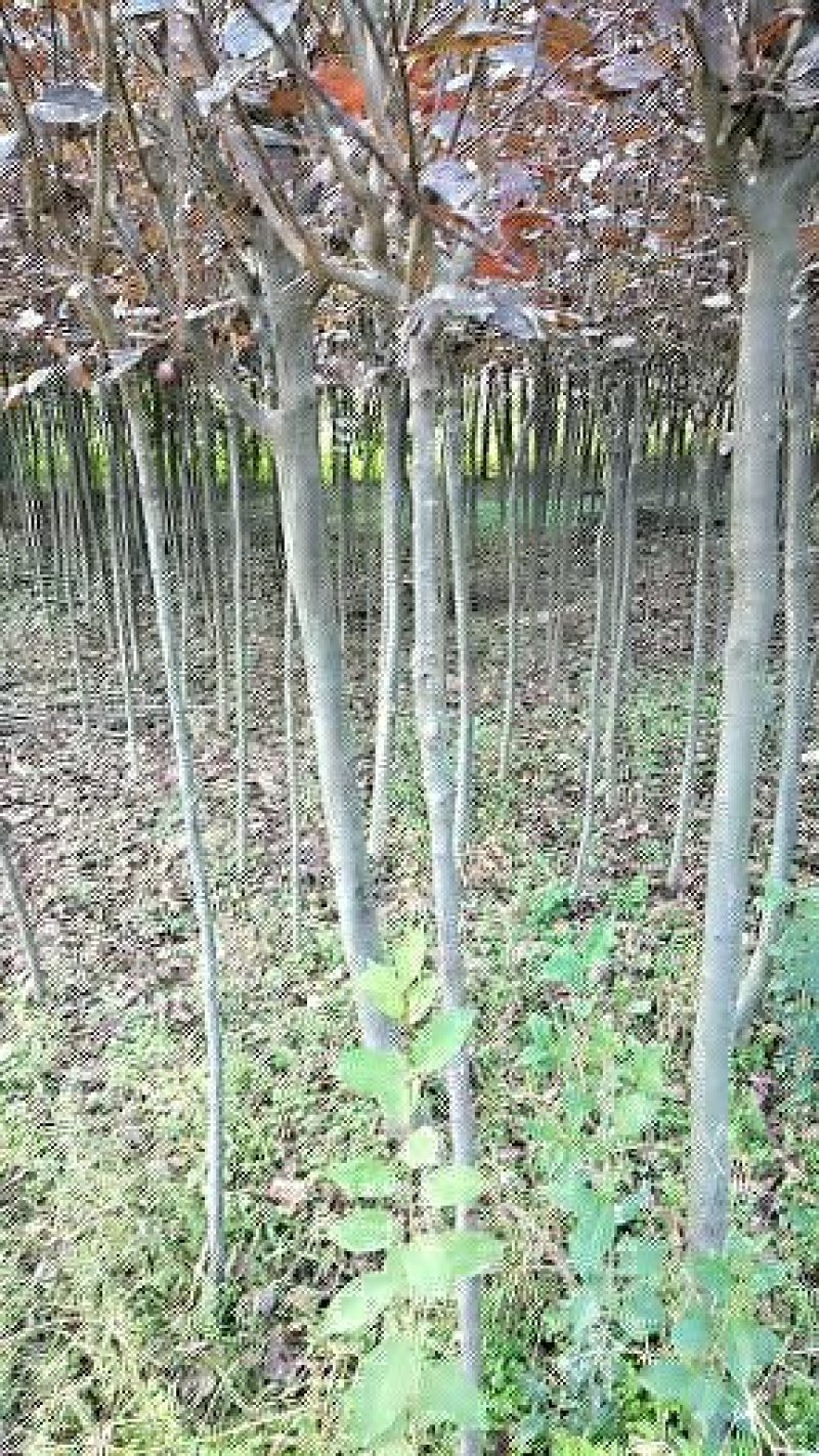 大量优质红叶李紫叶李，产地现挖现发，成活率高，提供技术指