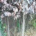 大量优质红叶李紫叶李，产地现挖现发，成活率高，提供技术指